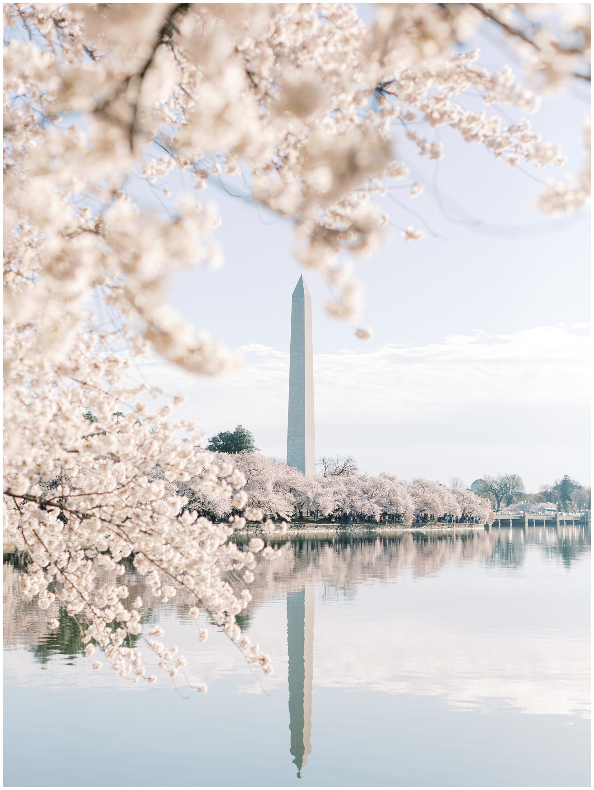 Cherry Blossom Washington DC Tidal Basin