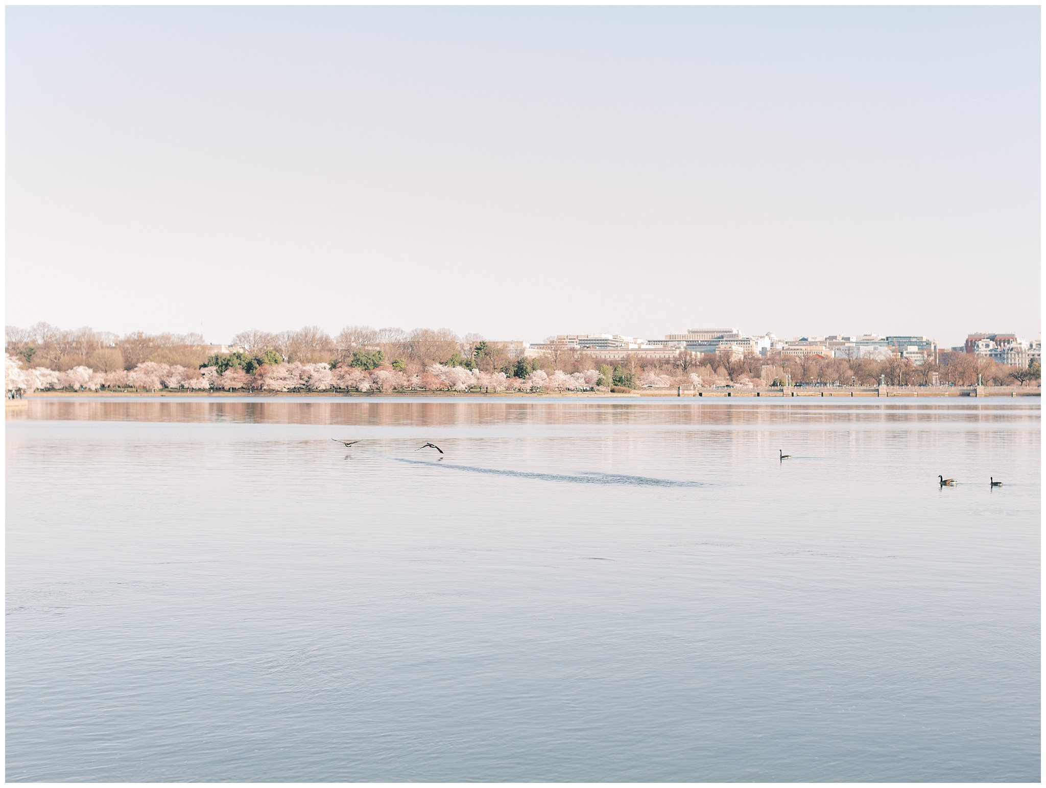 Washington DC Tidal Basin during Cherry Blossom Festival